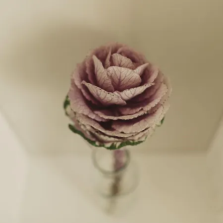 Bed & Breakfast Livingstone