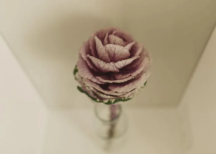 Alojamento de Acomodação e Pequeno-almoço Livingstone